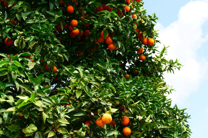 How a bag is made - European leather bag production